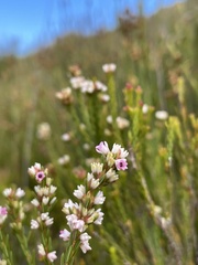 Erica articularis