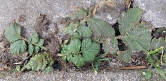 Geum urbanum
