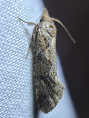 Acrolophus walsinghami