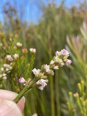 Erica articularis