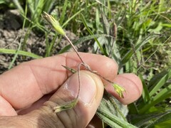 Hypoxis