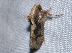 Acrolophus walsinghami