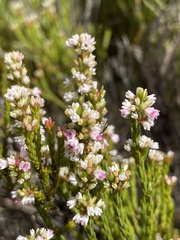 Erica articularis