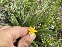 Hypoxis