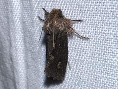 Acrolophus walsinghami