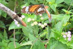Danaus affinis malayana