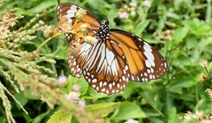 Danaus affinis malayana