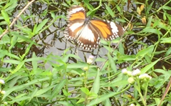 Danaus affinis malayana