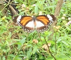 Danaus affinis malayana