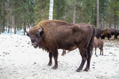 Bison bonasus