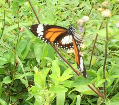 Danaus affinis malayana