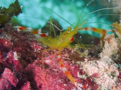 Stenopus scutellatus