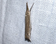 Raphiptera argillaceellus