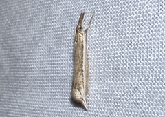 Raphiptera argillaceellus