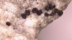 Porpidia subsimplex