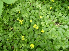 Lysimachia nummularia