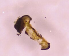 Porpidia subsimplex