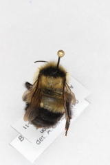 Bombus rufocinctus