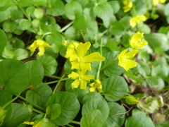 Lysimachia nummularia
