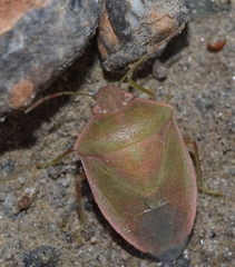 Acrosternum millierei