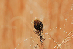 Cirsium discolor
