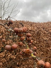 Crataegus germanica