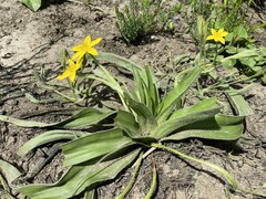 Hypoxis