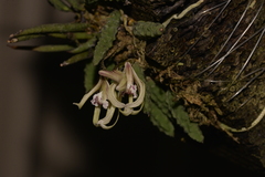 Dendrobium cucumerinum