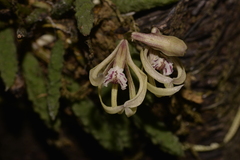 Dendrobium cucumerinum