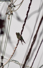 Psittacara leucophthalmus