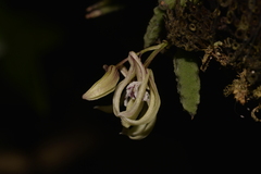 Dendrobium cucumerinum