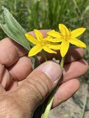 Hypoxis
