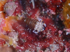 Gnathophyllum americanum