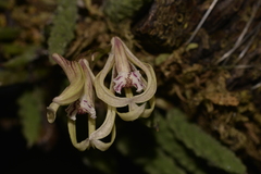 Dendrobium cucumerinum