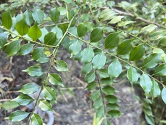 Zanthoxylum scandens