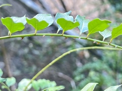 Zanthoxylum scandens