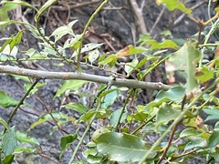 Zanthoxylum scandens