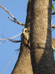 Dendrocoptes auriceps