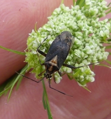 Taedia