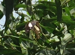 Polyura schreiber