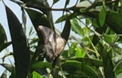 Polyura schreiber