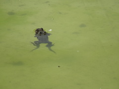 Bufotes viridis balearicus