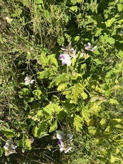 Crotalaria verrucosa