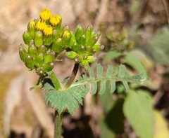 Packera sanguisorbae