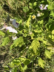 Crotalaria verrucosa