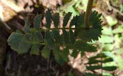 Packera sanguisorbae