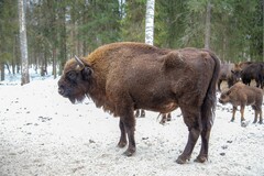 Bison bonasus