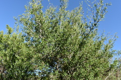 Celtis tala