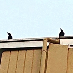 Corvus macrorhynchos levaillantii