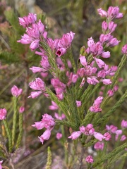 Erica corifolia